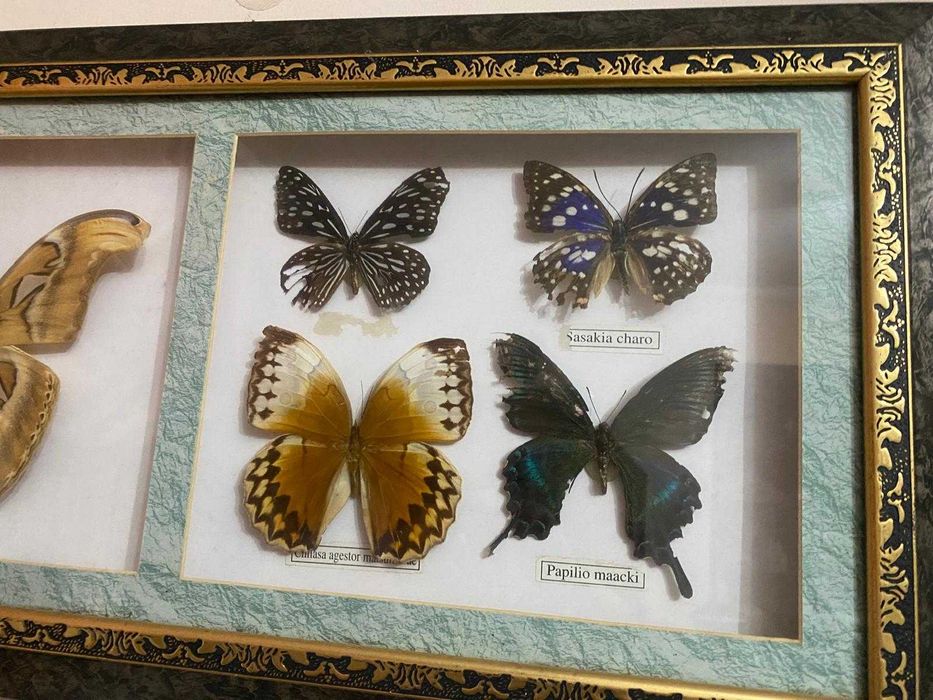 Quadro borboletas de coleção