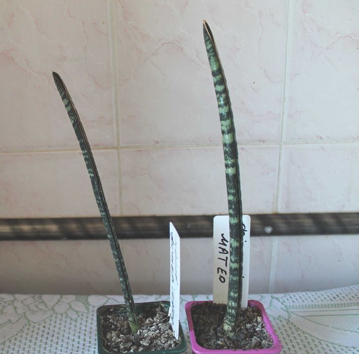 Сансевиерия S.«Ficheri  Mateo»