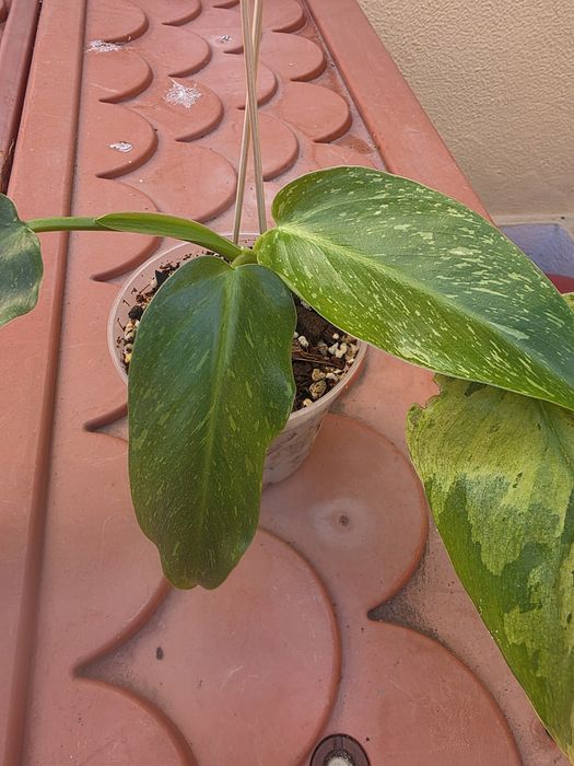 Philodendron Jose Buono