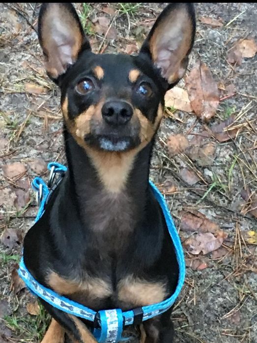 Zaginął pinczer miniaturowy imię Bolek