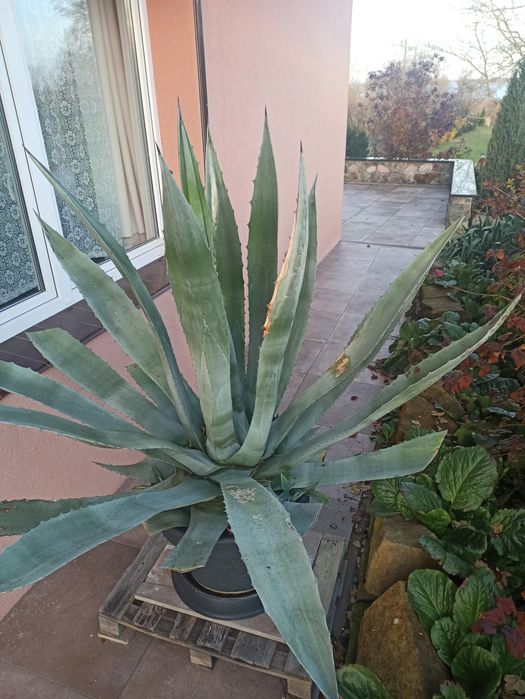Agawa duża, wysokość z donicą 160 cm