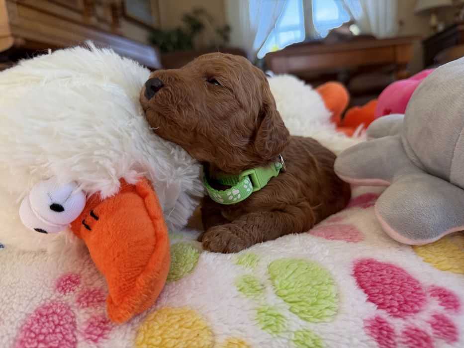 Goldendoodle F1b szczenię