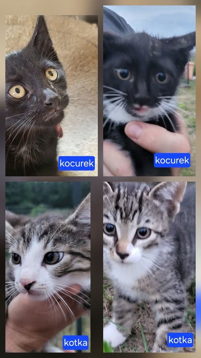 Koty kotki kociaki kotek kot