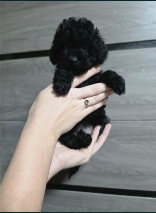 Chlopak.100% pudel Toy