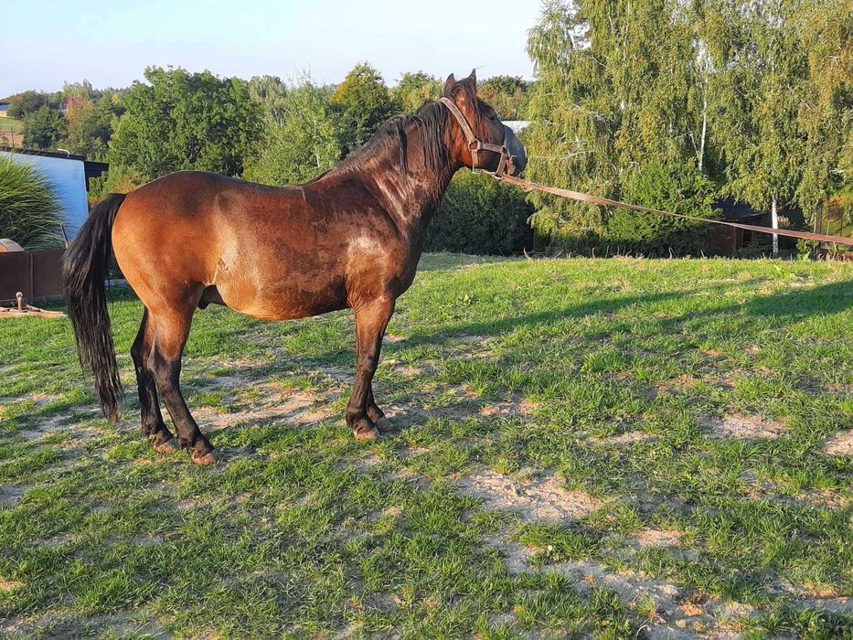 Koń pod zaprzęg- sprzedam wałacha