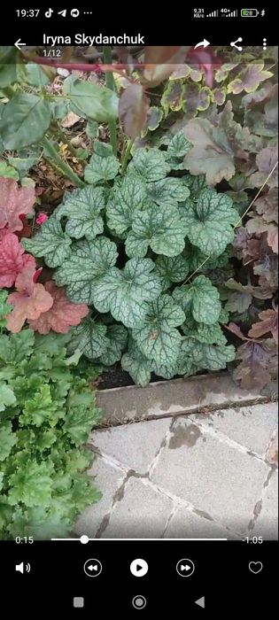 Гейхера, гейхерела