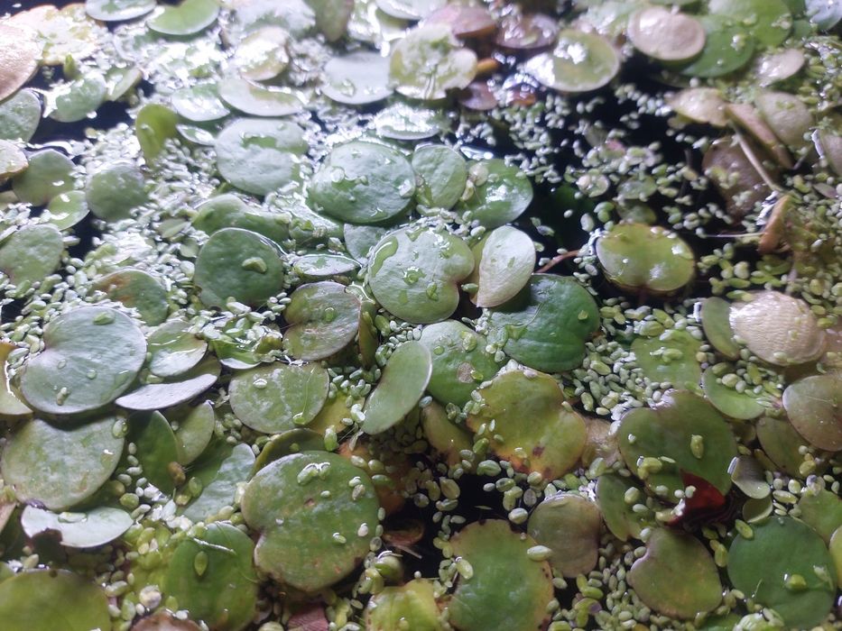 Salvinia pływająca roślina akwariowa