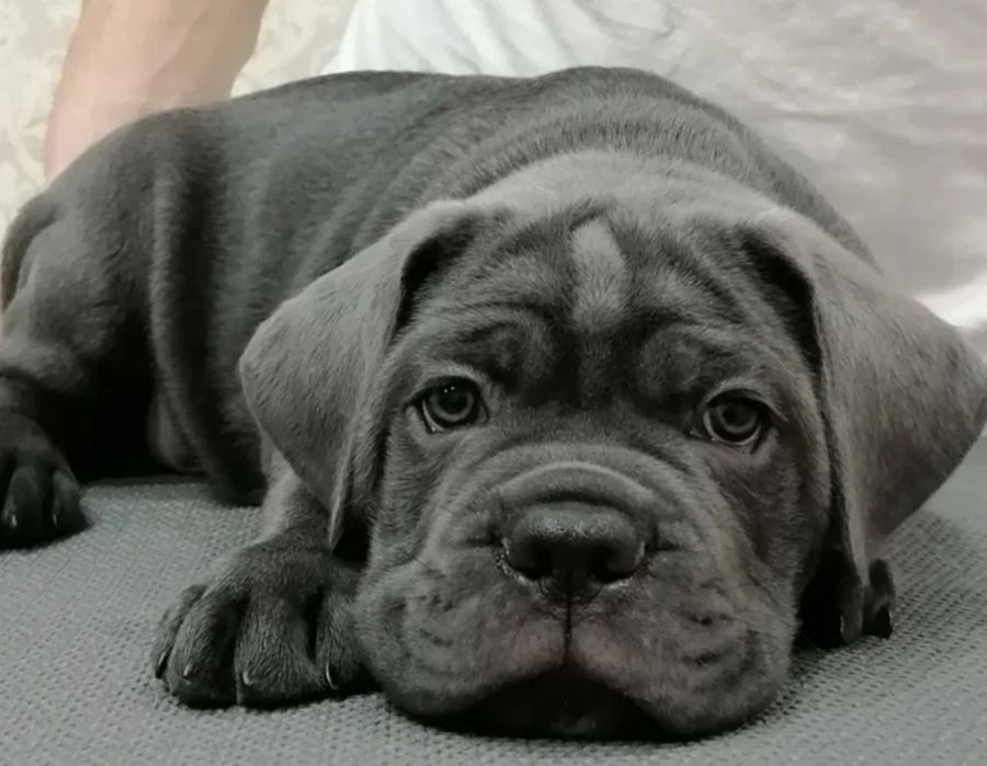 Cane Corso piękna suczka