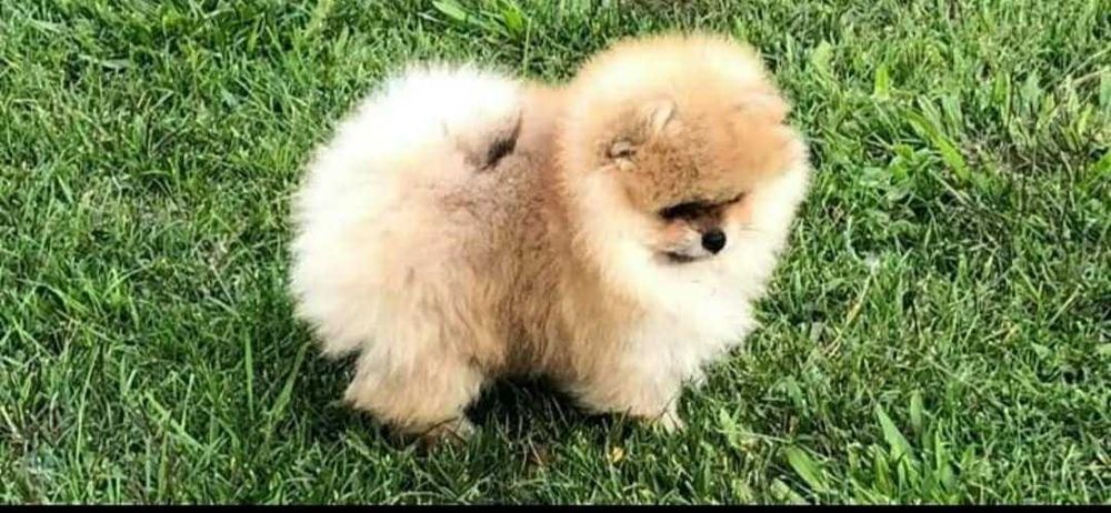 Spitz alemão anão (Fêmea)