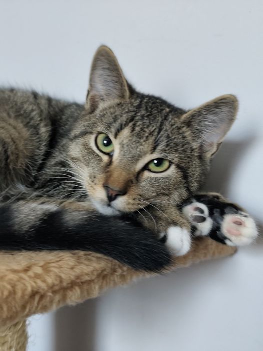 Maluchy czekają na domy