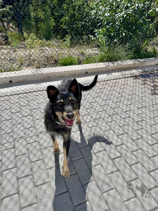 Scruffy - 3 anos, porte médio