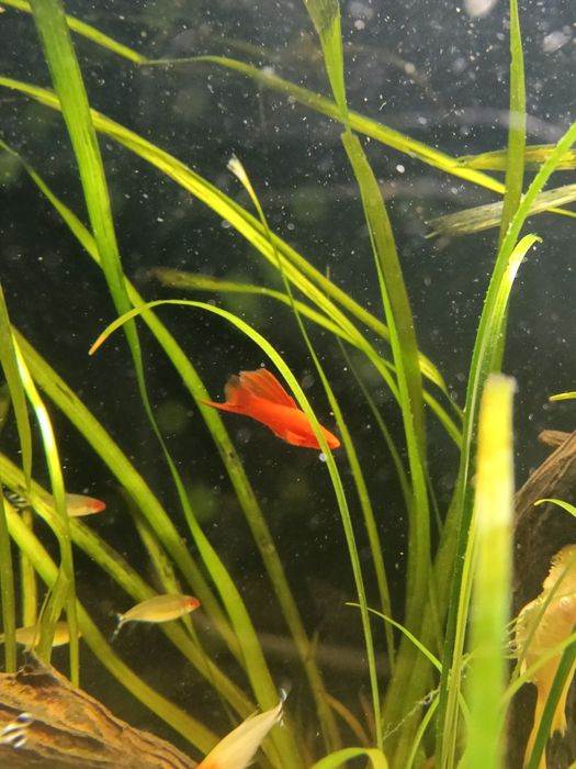 Mieczyk Delta ,samiec mieczyka Delta