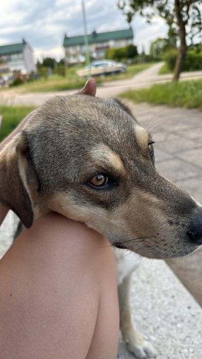 Ivo, ofiara wakacji