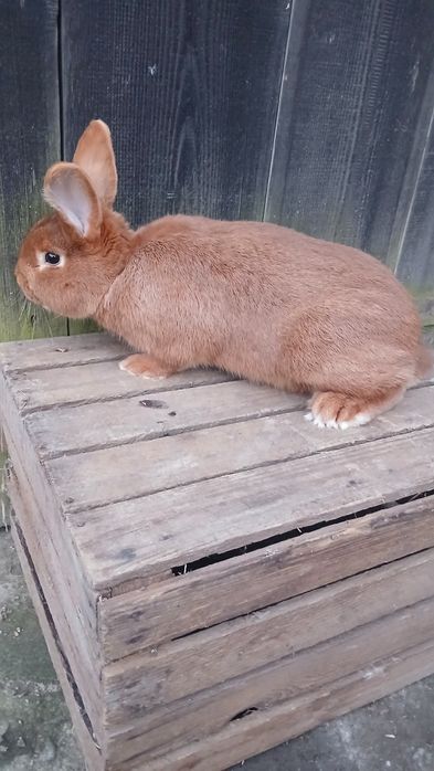 Krolik nowozelandzki czerwony samiec