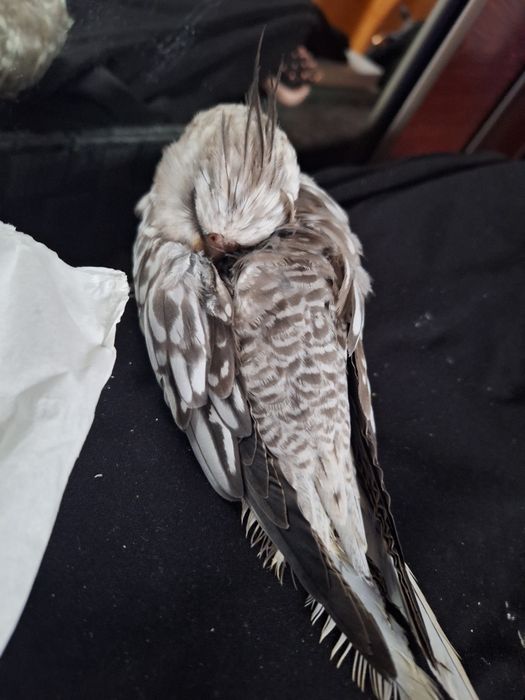 Nimfy ręcznie karmione