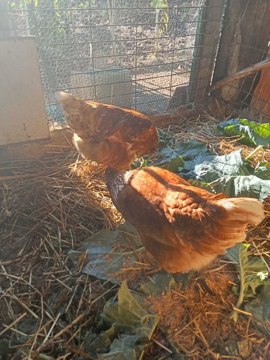 Ovos galinhas poderias