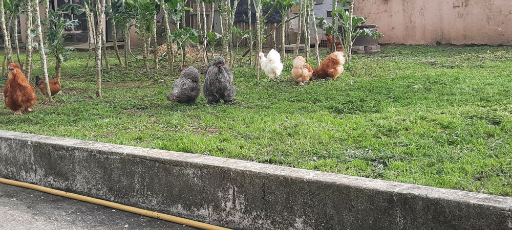 Pintos Sedosas do Japão ou Ovos Galados