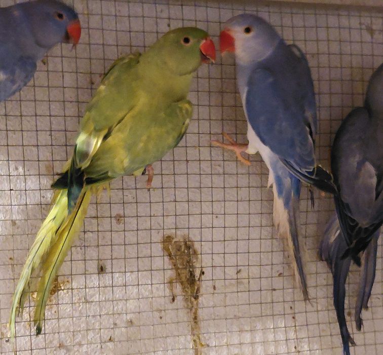 Aleksandretta obrona G.O/ Opalin aleksandretty