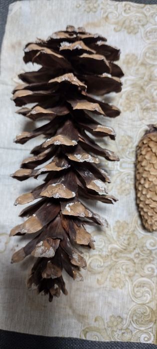 Szyszki trzy rodzaje