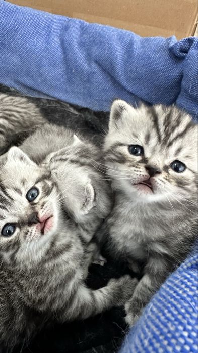 Котята Скоттиш-страйт