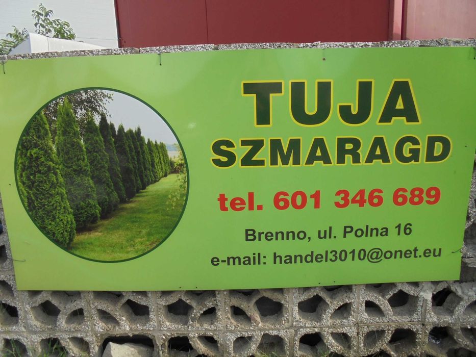 Tuja szmaragd 90-110 cm super promocja producent