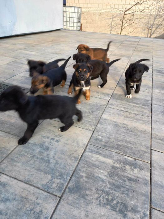 Szczeniaki do oddania w dobre rece