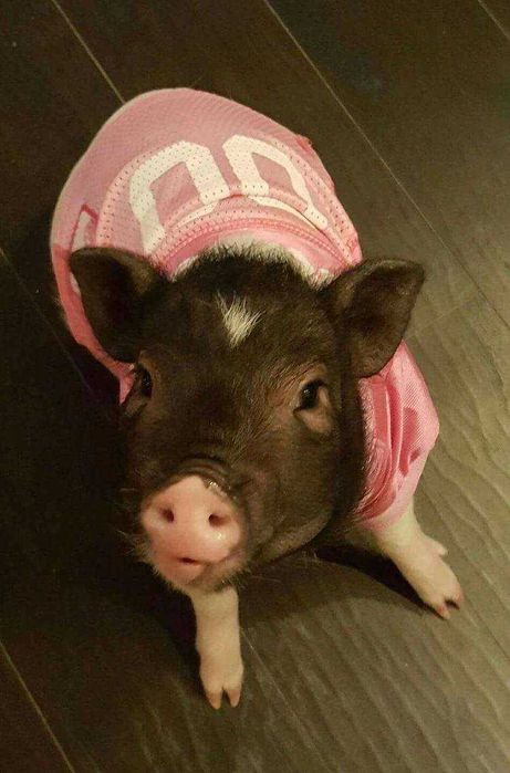 Міні піг карликова свинка дуже охайна та розумна