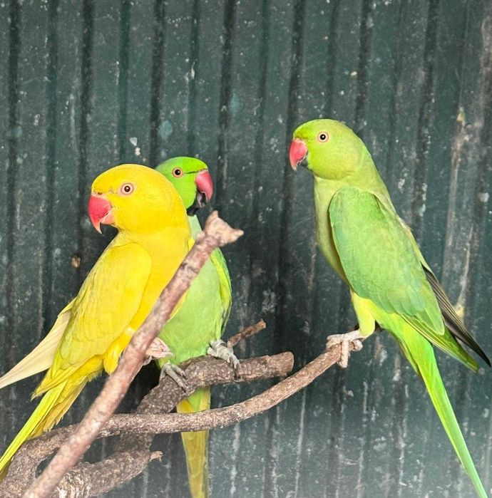3 Ring Necks – Casal Adulto + 1 Verde