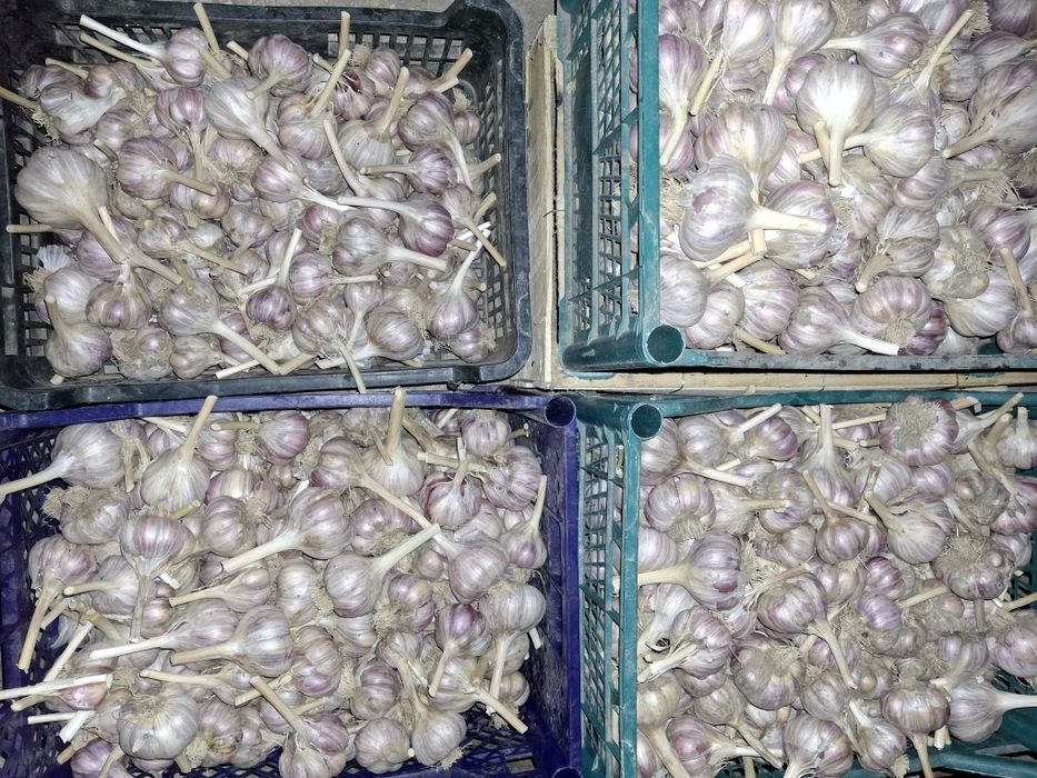 Часник домашній  сорт любаша