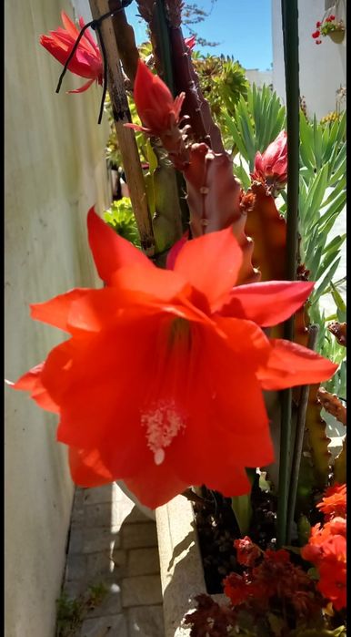 Cacto orquídea de flor vermelha