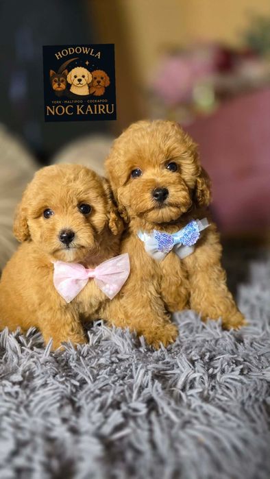 Maltipoo F1B bardzo ciemny, Cudowny Książę piękne loki, cudowny charakter. Badania, wyprawka. Jak pudel