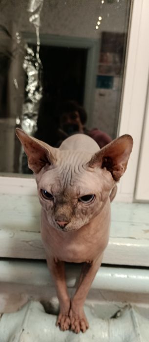 Сфинкс, сфінкс, продам кота