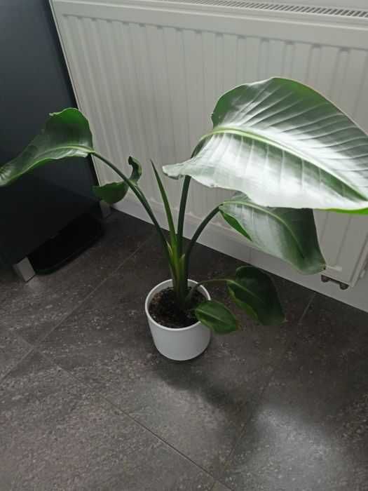 Strelicja biała, Strelitzia Nicolai roślina pokojowa, doniczkowa 70 cm