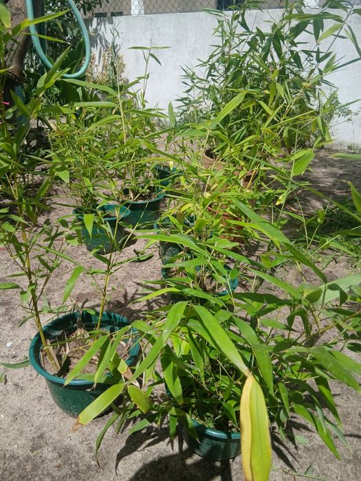 Rebentos de Bambu (Bamboo)