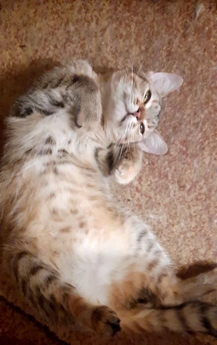 Котята, коты и кошки бесплатно