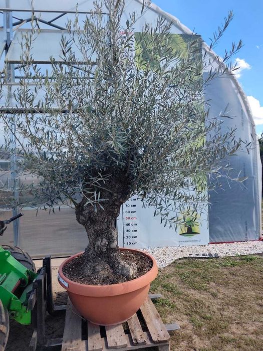 Drzewo oliwne, Olea Europaea ,oliwka