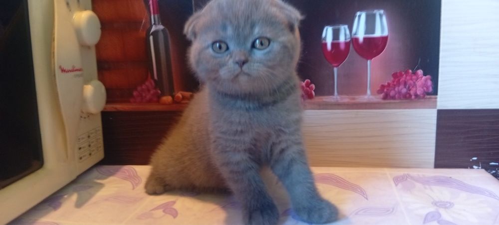 Котята британские вислоухие