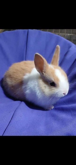 Декоративний карликовий кролик