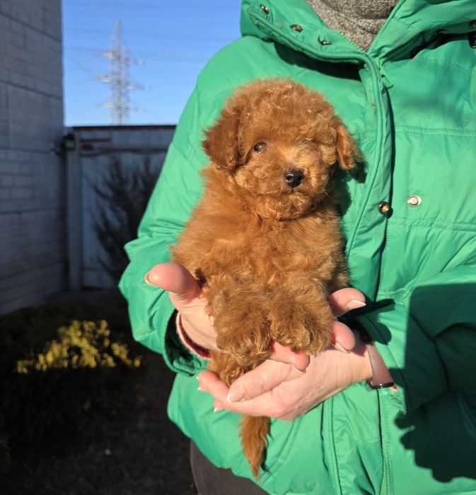 Хлопчики та дівчатка. Дивовижні кучеряшки.