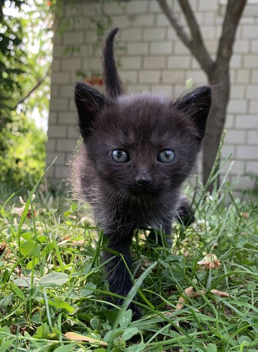 Бесплатно маленькие котики.