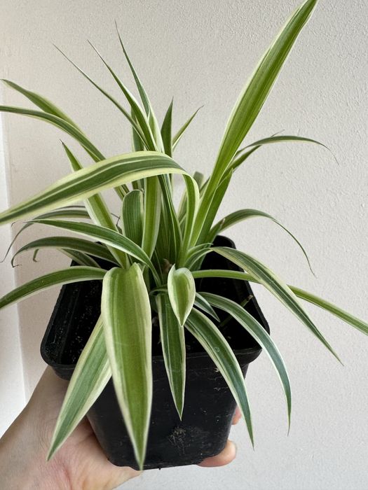 Хлорофітум продам