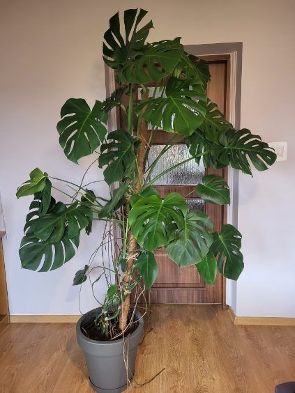 Monstera, kwiaty