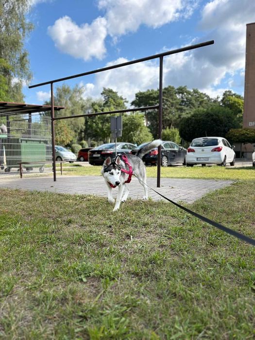 Szukam dobrego domku dla husky