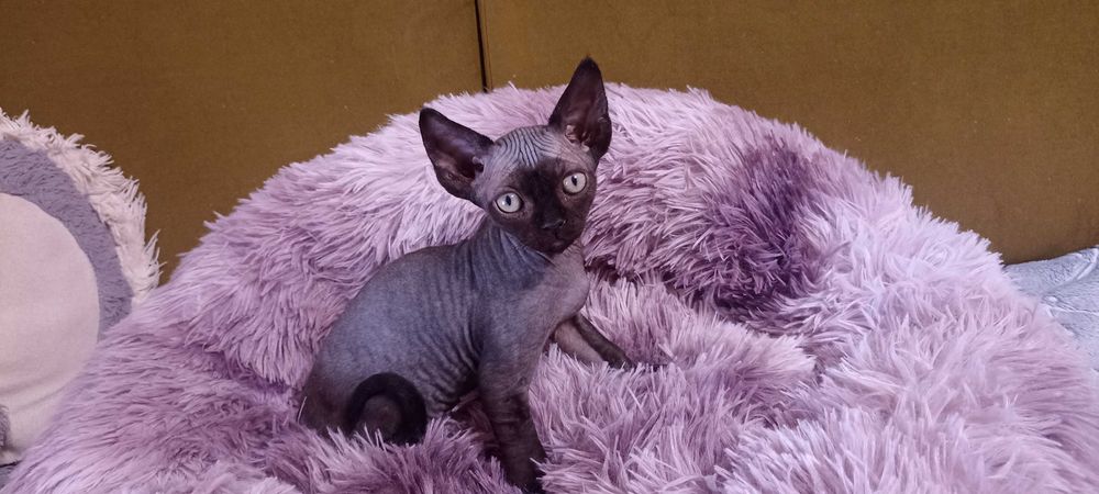 Devon Rex - kocieta - dolnośląskie