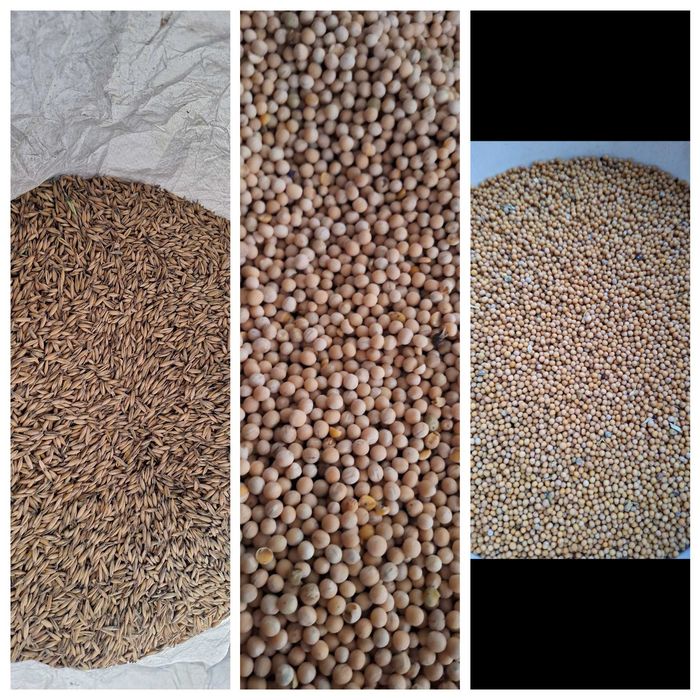 Sprzedam owies jary Nawigator, groch jary Batuta i gorczyce