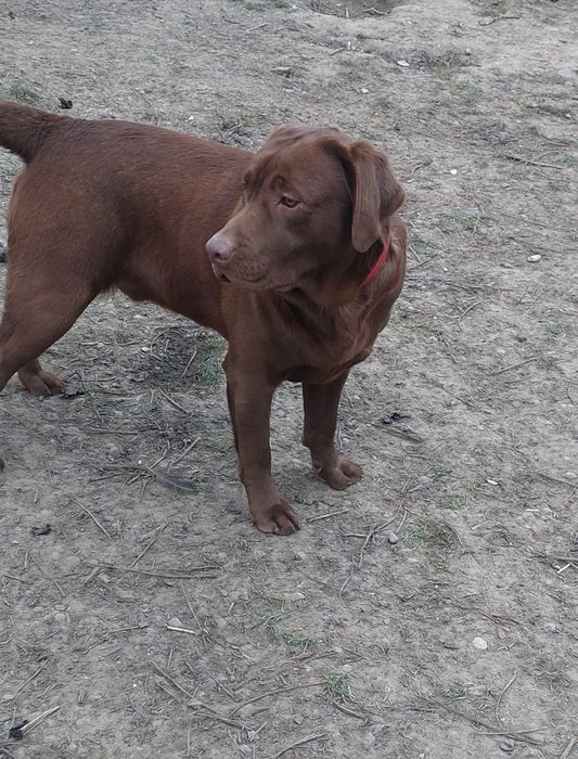 Labrador Retriever PIESEK