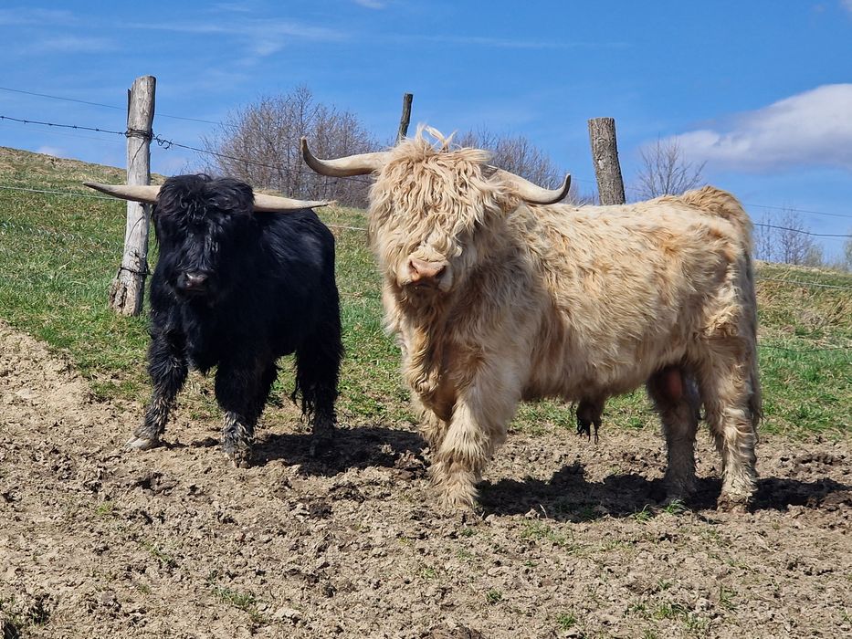 Bydlo Highland Cattle.
100% rasy.
Zadbane, dostojne