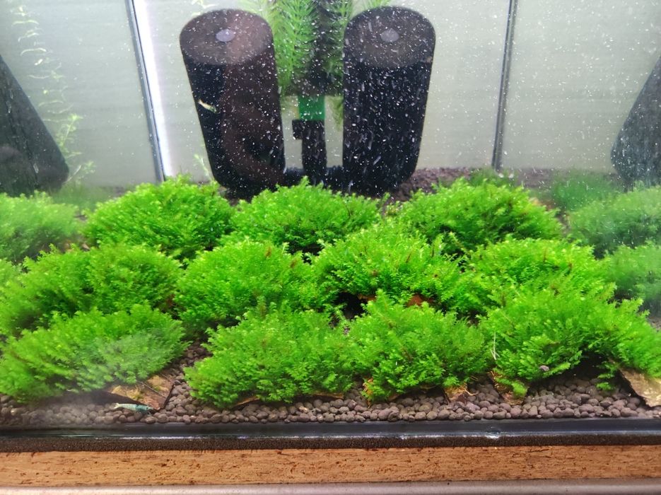 Mech na kawałku kokosa Distichophyllum Hookeriaceae sp. Rare Moss