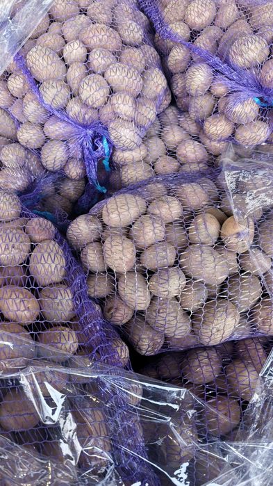 Ziemniaki wielkość sadzeniak