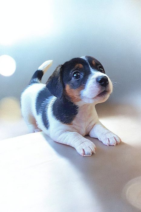 Фантастичні джек- рассел.